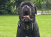Cane corso male