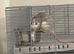 2 beautiful female rats 5 months old