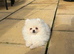 Russia Pomeranian