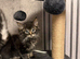 Maine coon kitten