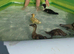Indian runner ducks