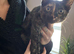Sphynx cross kitten female
