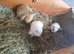 Mini lops