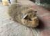 Gorgeous baby guineas READY now