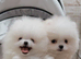 Stunning Pure White Pomeranian Puppies - Fluffy Teddy Bear Face, Loving Home Raised