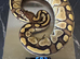 Black pastel lesser