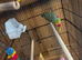 Young parrotlet