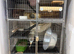 Two Friendly Male Rats &ndash; 10 Months Old &ndash; Full setup included