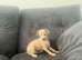 Stunning Italian greyhound girl