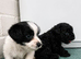 Jackpoo puppies