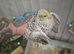 Young quail