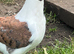 A pair ofVery nice colour and very good quality and good healthy Modena pigeon