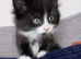 Fluffy kittens