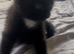 Cute kittens used to dogs