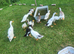 13 Indian Runner Ducks for Sale