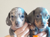 Dashhound puppies