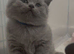 Pedigree Registered Male, CHAMPION BLOODLINE BSH