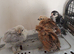 Pekin Bantan & Silkie/Pekin hybrid chicks