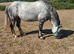 WELSH SEC A GELDING 5 YEARS OLD LEAD REIN PONY