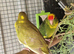 2x female kakarikis 8 weeks old