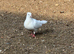 Pigeons for sale