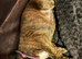 KC registered brindle Boxers
