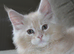 TICA reg Maine Coons - Ready to leave