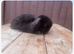 Mini lop rabbits