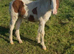 Tonto very sweet 6 month old colt foal to make 14hh