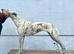 Lurcher for sale