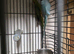 Indian ringneck male 4 years old aviary bird