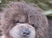 STUNNING CHOW CHOW PUPPIES