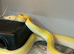 Golden Child Purple Snow Dwarf Reticulated Python at Birmingham Reptiles