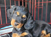 Black and Tan Cocker Spaniel