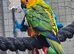 Sun Conure