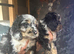 Beautiful cockapoo pups