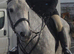 Veronica (Ronnie) is a 9yr old British Warmblood, 16.3hh Mare.