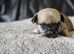 2 baby chiuauas ( boy )