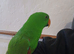 Eclectus for sale in wishaw