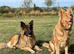 Stunning longhaired straight backed German Shepherd Puppies for sale.