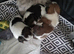 Yorkshire terrier x Jack russell pups