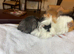 Gorgeous Guinea Pigs
