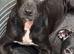 Playful Staffy Pups