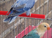 VOILET BLUE , VOILET BLUE EUWING BLUE OPLINE