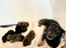 Jack Russell x dachshund puppies ready soon