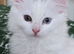 Female kitten