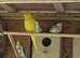 Yellow ringneck female