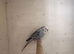 Blue grey cock bird budgie