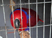 Beautiful tame female Eclectus parrot