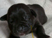 North American mastiff x cane corso
